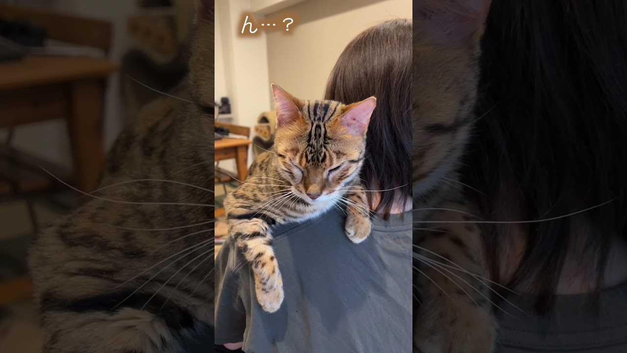 麻酔が切れて痛くなってきっちゃった猫【抜歯】#ベンガル #ルトロゼ #猫