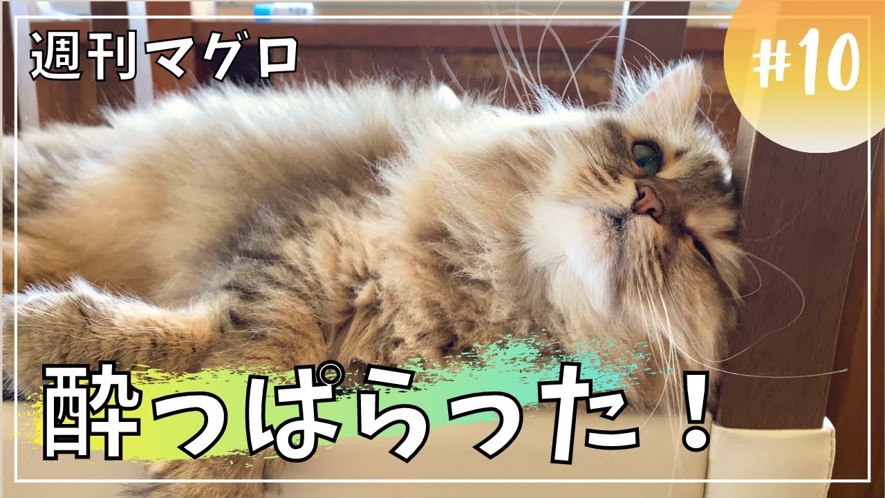 【週刊マグロ10】最終号！猫がまたたびで酔ったらこうなりました。【サイベリアン・多頭飼い】