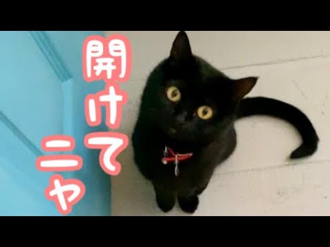 部屋に入りたい猫がオモカワすぎる！black  bombay cat (黒のボンベイ猫)