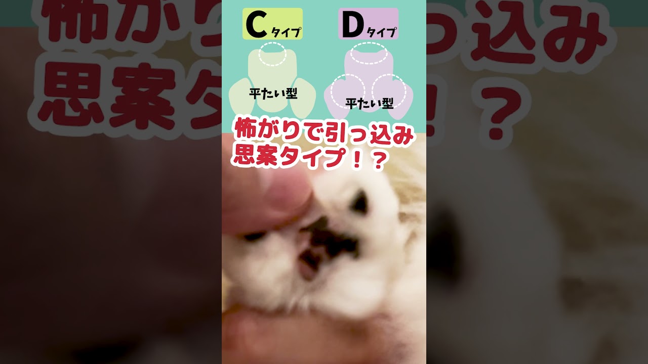 肉球の形で猫の性格がわかるらしい #Shorts