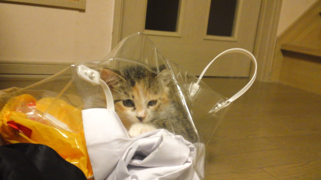 かわいい子猫が家中を散らかし放題に・・・！