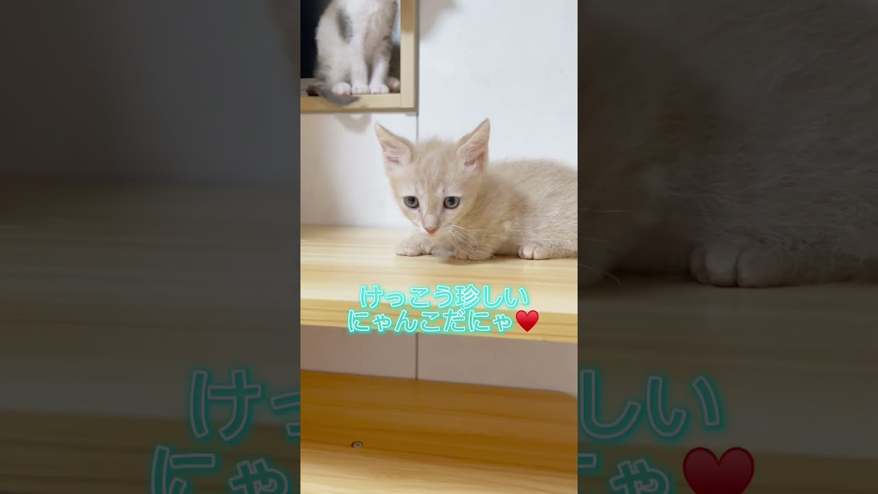 【珍種短足の巻き毛猫】スクーカムちゃん♥️ 【お問合せ詳細は説明欄に記載あります】 #ラパーマ #ブリーダー直販 #マンチカン #子猫 #猫 #ミヌエット #猫のいる暮らし #子猫販売 #猫動画