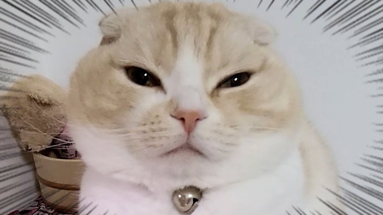 子猫と犬が最愛の人だけにみせる行動がこちら