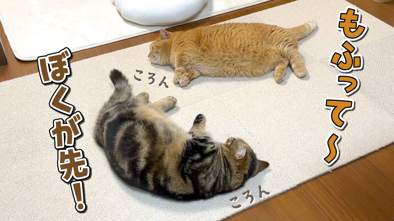 ママのもふもふの順番待ちをする猫たちが可愛すぎる！