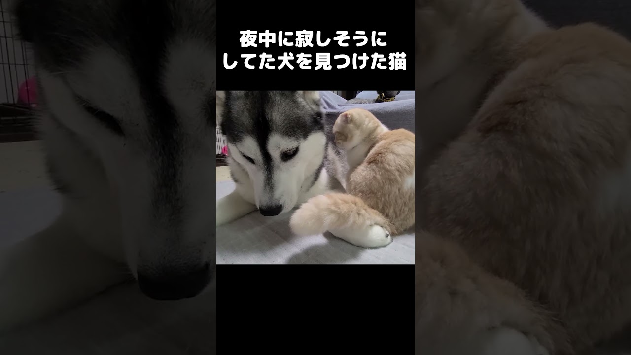 夜中に寂しそうにしてた犬を見つけた猫の行動がかわいすぎた...#猫 #cat