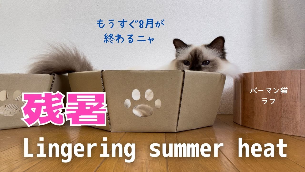 もう8月が終わるニャ【残暑】Lingering summer heat（バーマン猫）Birman/Cat