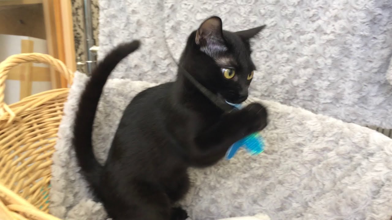 Coo&RIKU　No.490615 ボンベイ