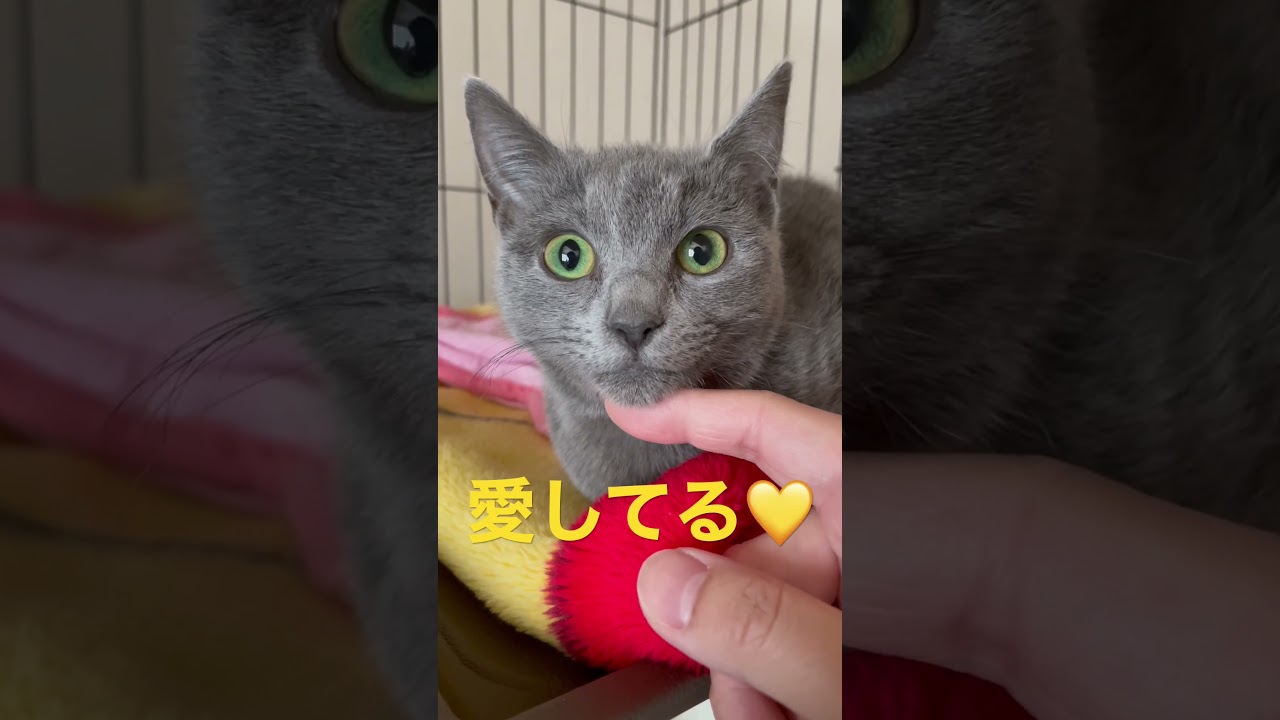 好き好き💛愛してる💛な猫（ロシアンブルー）