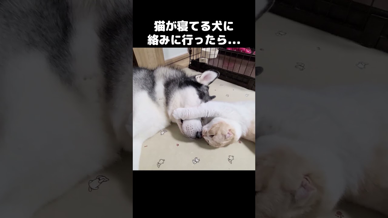 猫が寝てる犬に絡みに行ったらこうなった...#猫 #cat