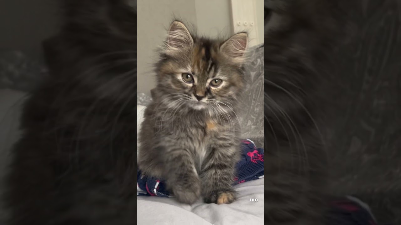 子猫の初ふみふみ #スコティッシュフォールド #子猫 #scottishfold #cat #kitten #shorts