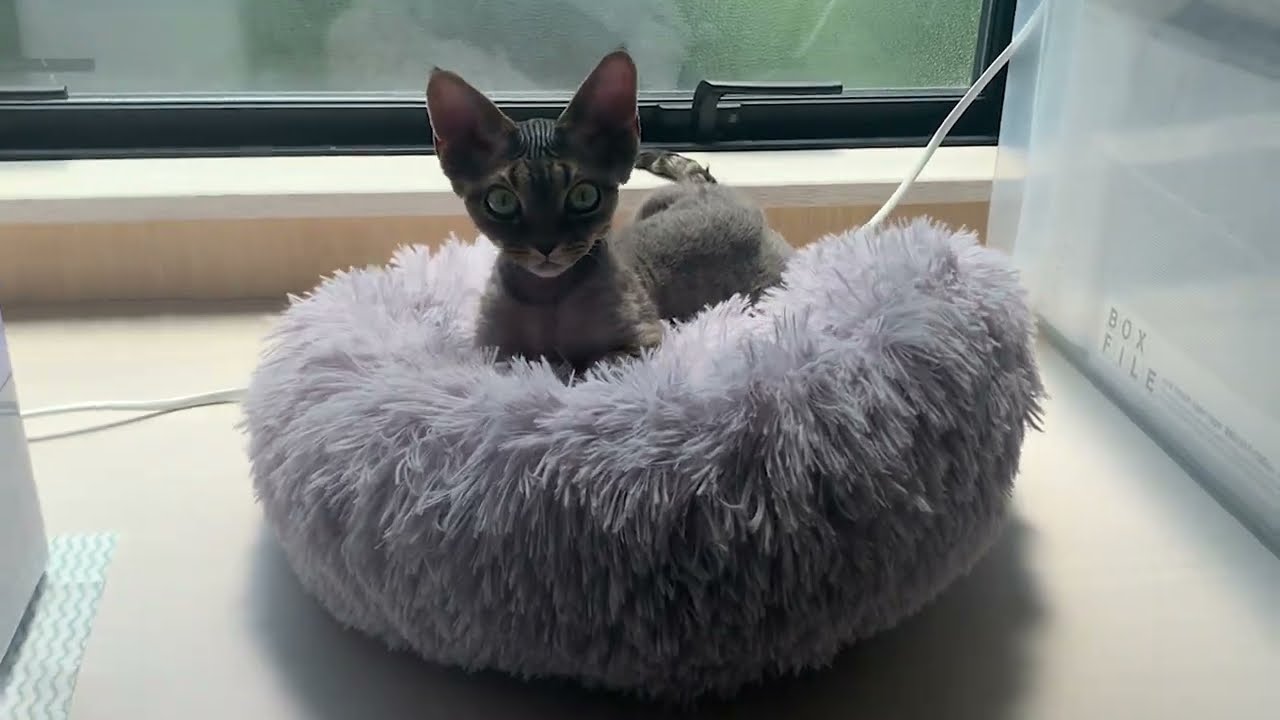 ドーナツベッドに気持ち良さそうに寝転がるデボンレックス子猫です(Devon Rex kitten feels comfortable in a donut-shaped bed)