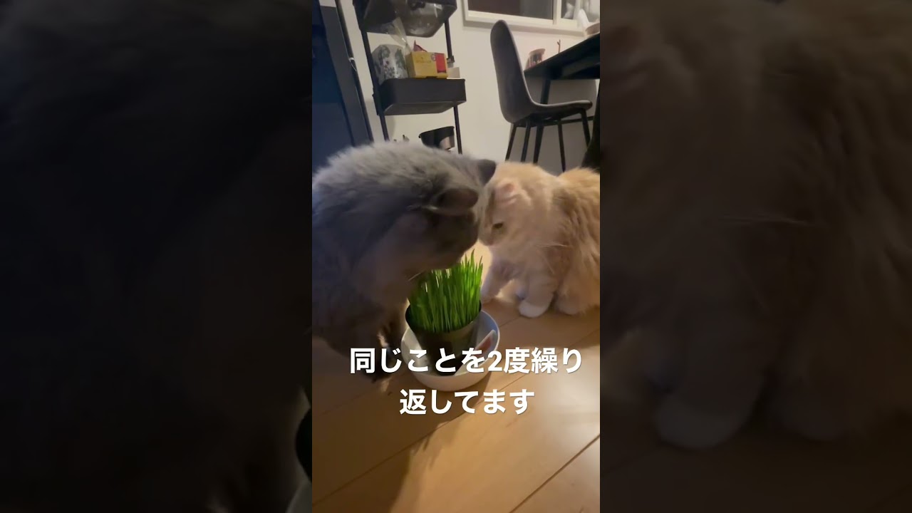ラガマフィン初めての猫草に興味津々 #猫のいる暮らし #ラガマフィン #猫動画