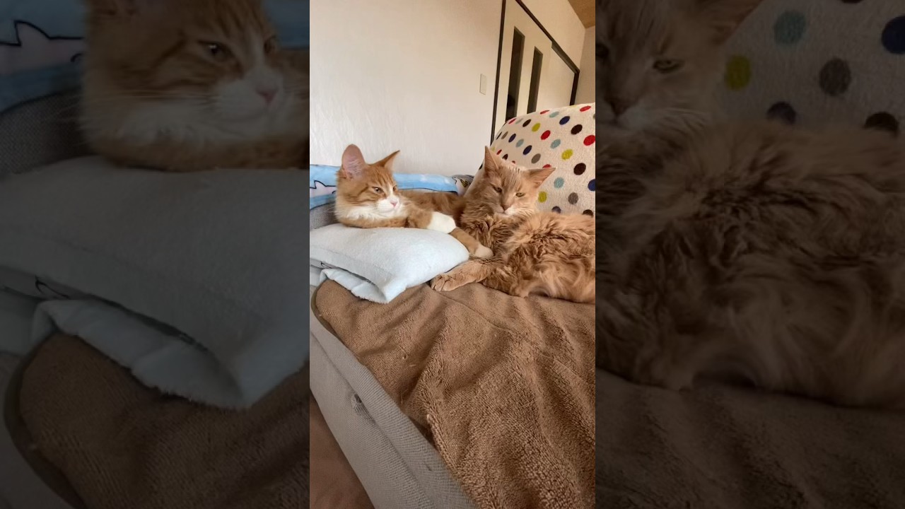 迷惑顔のじいじ猫🐱子猫がどいて大あくび　#shorts  #ソマリ  #子猫