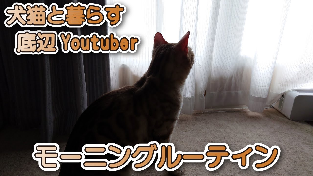 【スノーベンガル猫とトイプードル】売れないYouTuberと猫と犬と過ごすモーニングルーティン