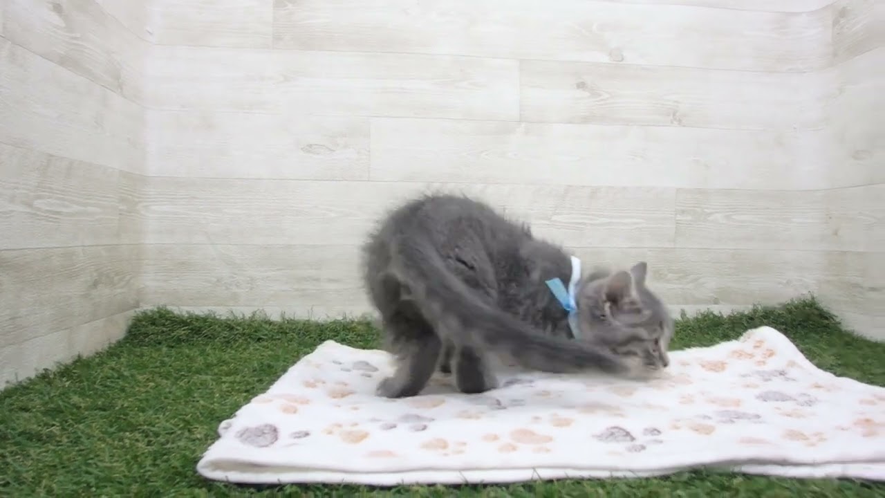 Coo&RIKU　No00630619 スコティッシュフォールド