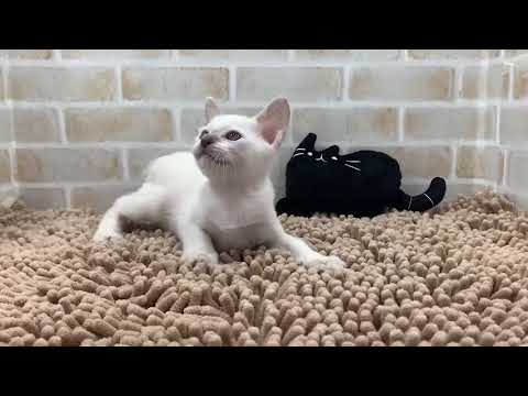 トンキニーズ　男の子♂ 2022/01/30生まれ