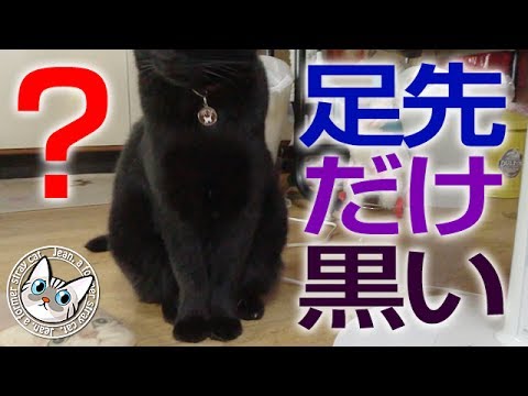 【Jean & Pont 0458】ジャンくんはスノーシューポンちゃんはスミシュー？　元野良猫の保護里親記録  Jean & Pont, former stray cats.