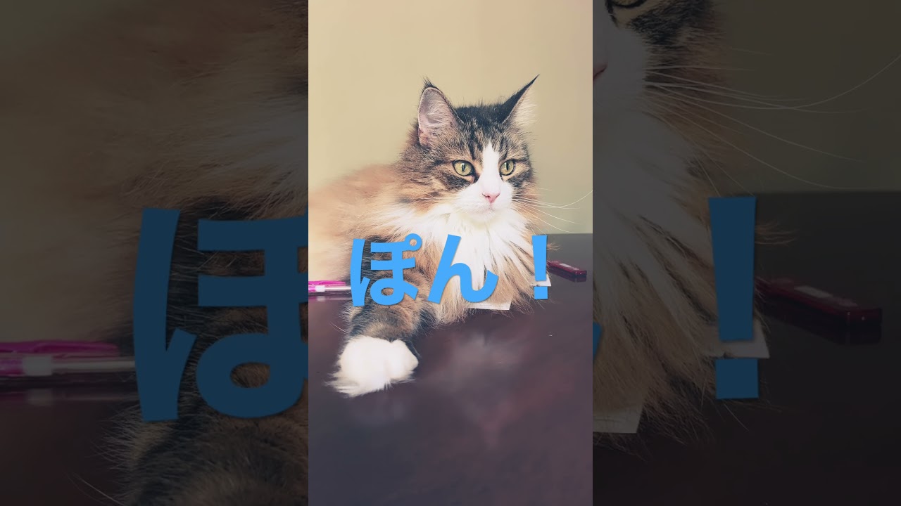 じゃんけんで負けたことのない猫 #cat #ノルウェージャンフォレストキャット #cats ##猫 #shorts  #猫動画 #大型猫 #猫との暮らし #かわいい猫