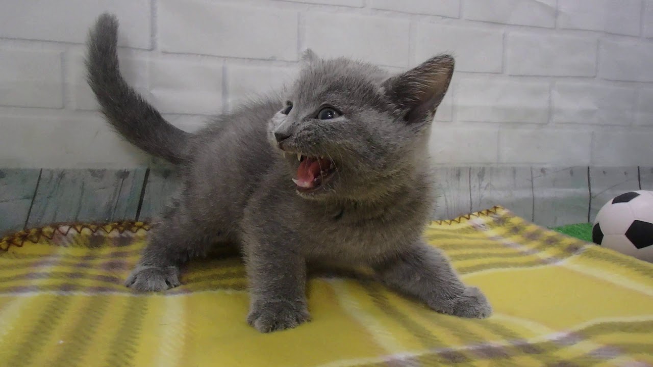 00472676 シャルトリュー