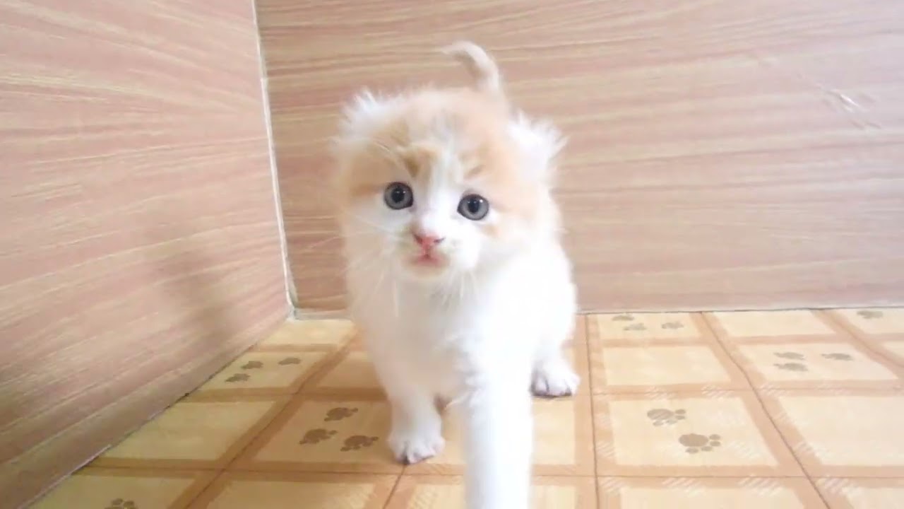 Coo&RIKU　No00631052 アメリカンカール