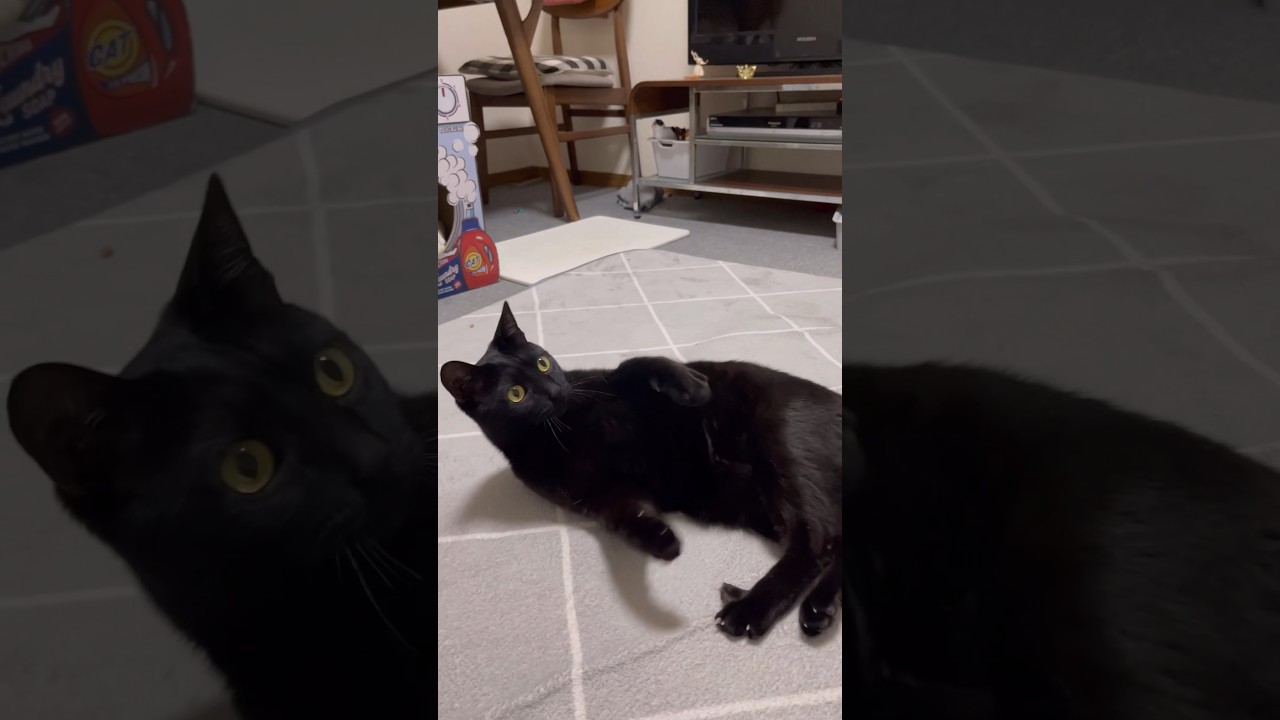 起きる気がないのでうにうにしてる猫