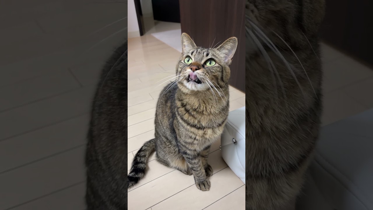【異変】猫の様子が、いつもと違います…