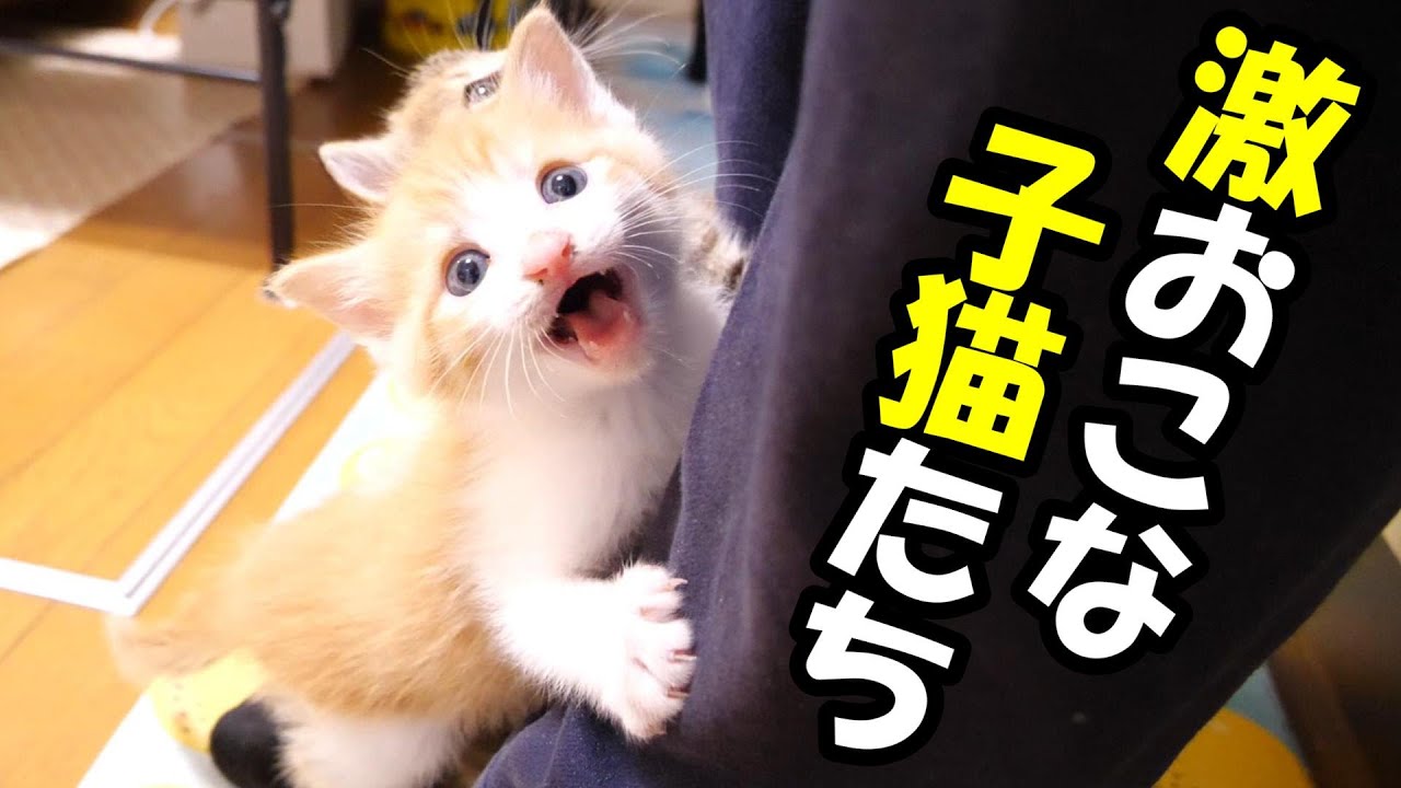 ふたりボッチの子猫が凡ミスおじさんにお怒りな件【赤ちゃん猫　保護猫】