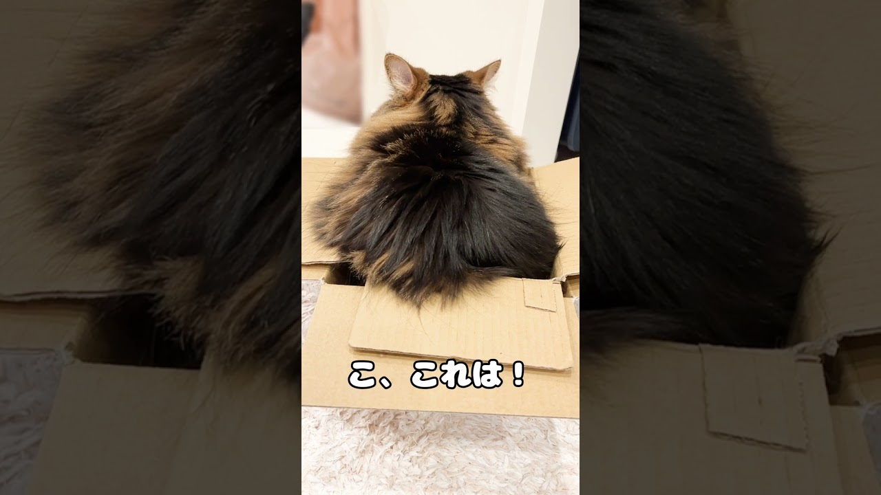 おにぎり🍙【マンチカンのアーサー】 #Shorts