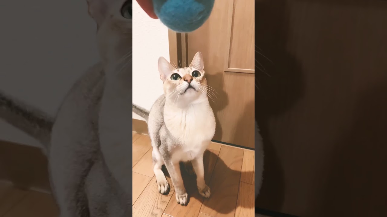 疾走感？【猫動画】 #shorts