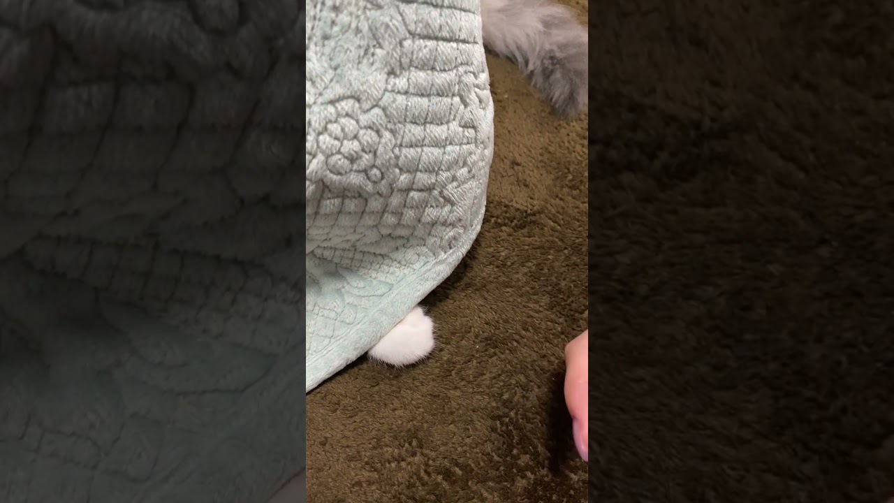 クリームパンと人差し指の攻防　#猫の子フィン　#アメリカンカール