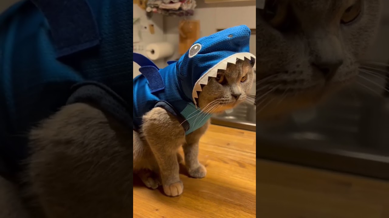 サメにゃんなうずめ #ブリティッシュショートヘアー #britishshorthair #cat #猫 #gatos #ダイソー #daiso#サメにゃん