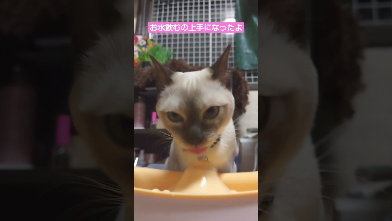 #猫 #トンキニーズ #猫動画 #shorts