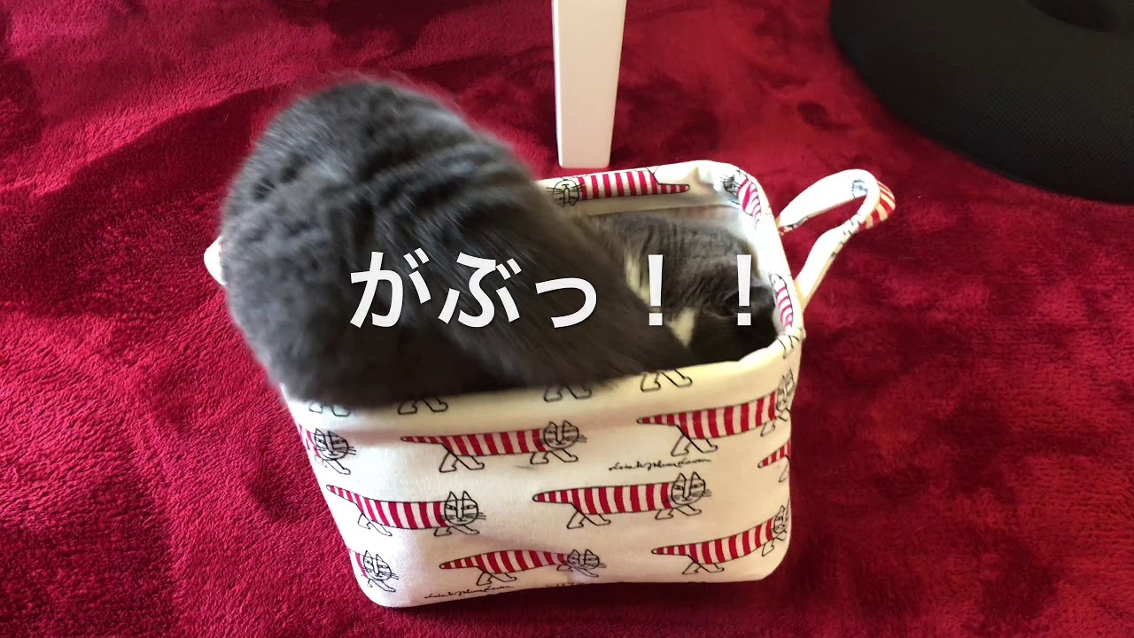 2018/07/31　セルカークレックスの梅子vol.319