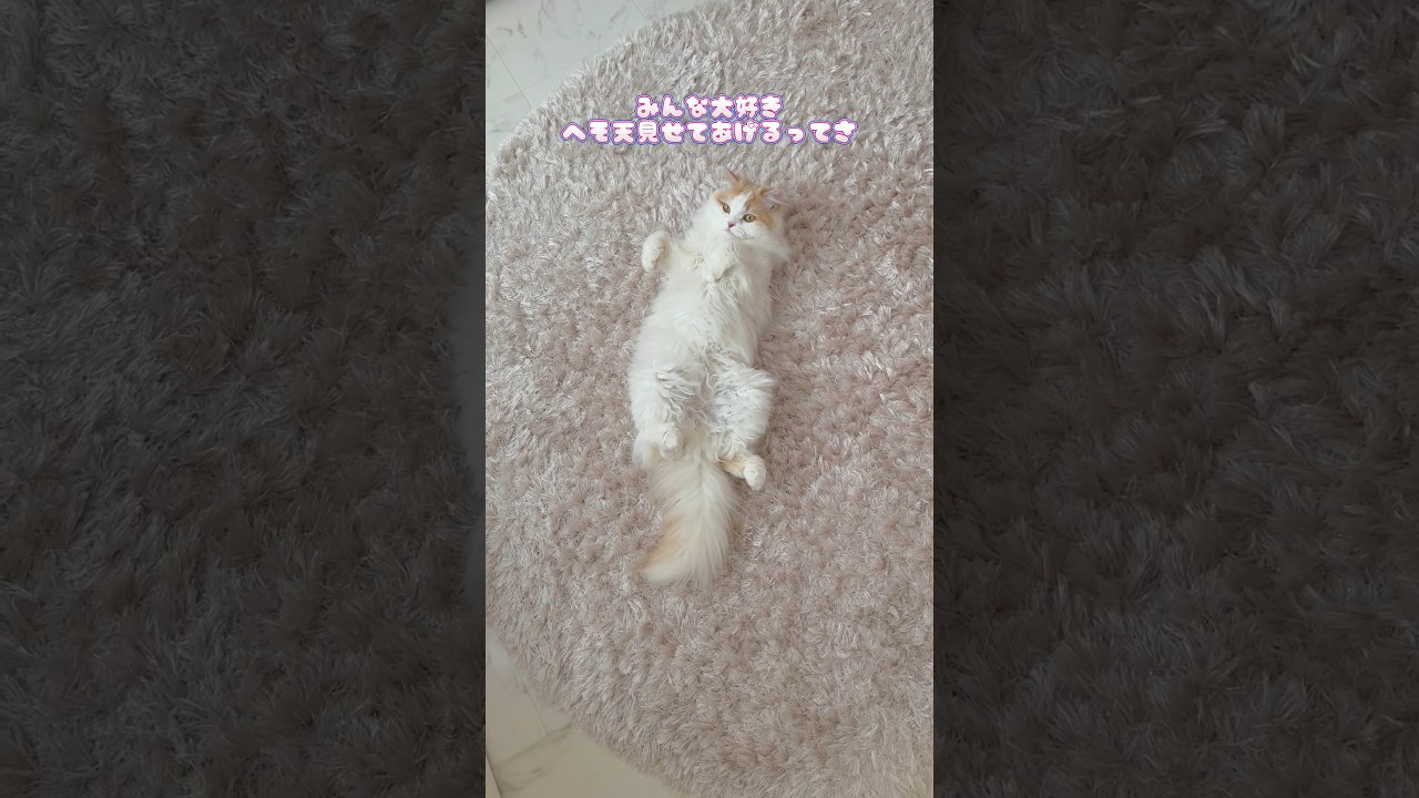 へそ天見せてあげるよ🍤 #猫 #ミヌエット #マンチカン #cat #kucing #kitten #スコティッシュフォールド
