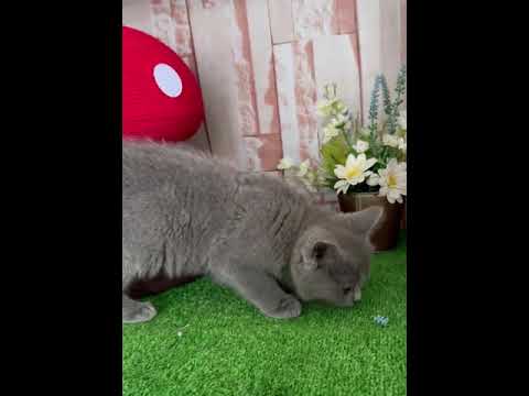 シャルトリュー 父猫は一昨年アメリカより迎えました ブルーソリッド（フワフワなダブルコート）