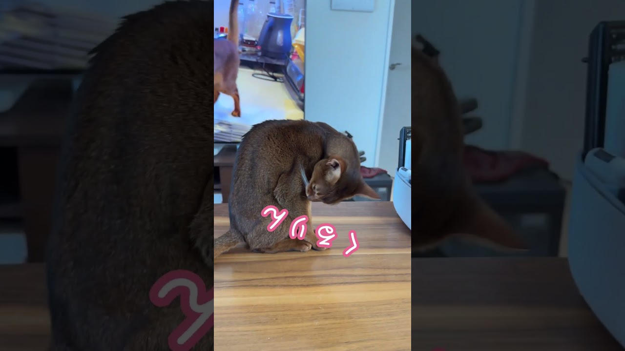 ナデナデされて気持ちよさそうなアビシニアン　#shorts