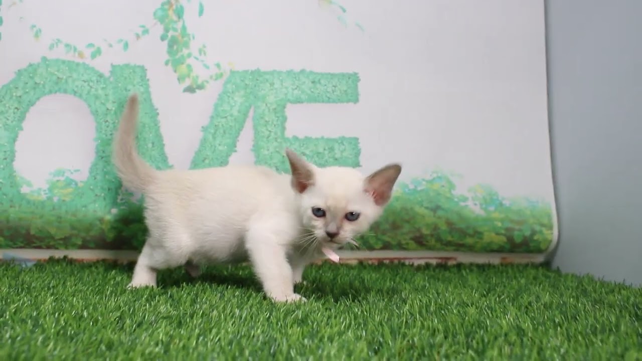 Coo&RIKU　No632307　トンキニーズ