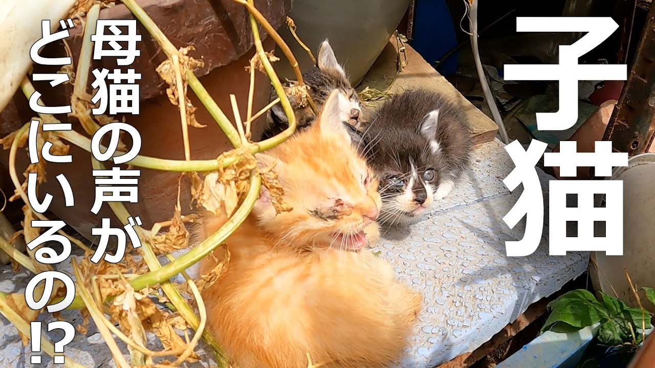 【母猫が叫ぶ】子猫を授乳するための鳴き声がその結果子猫たちは…