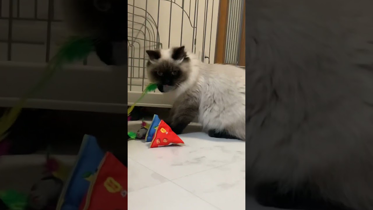 全部隠してた#shorts #猫 #ヒマラヤン