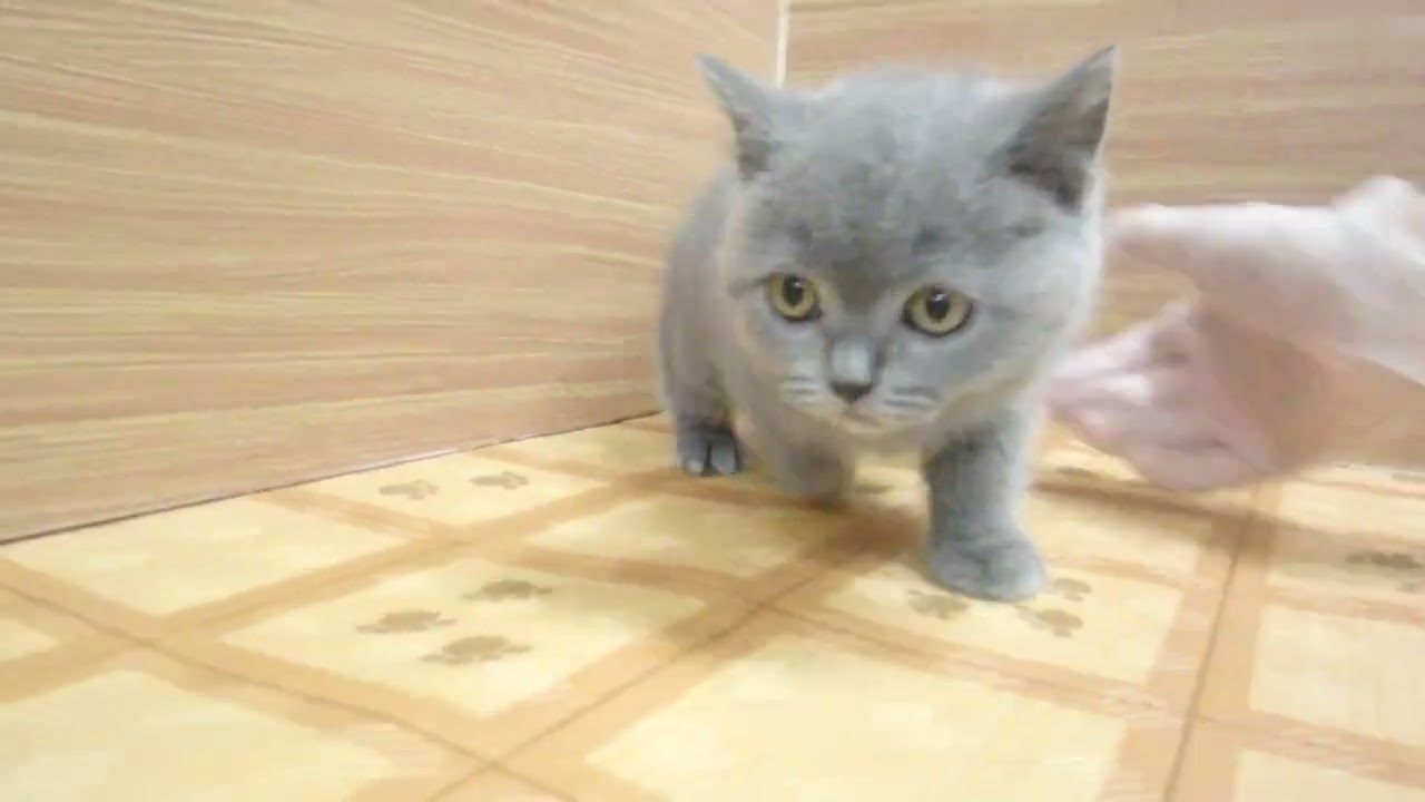 Coo&RIKU　No00627004 ブリティッシュショートヘアー