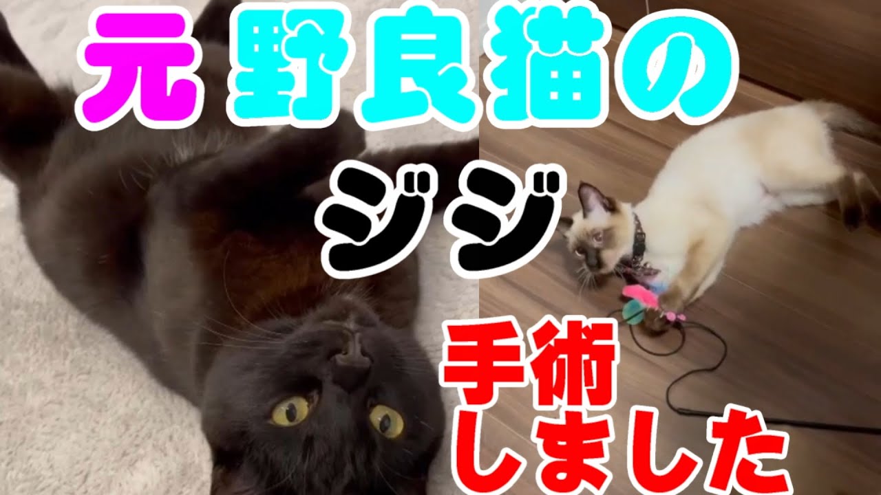 【元】野良猫のジジと保護猫のムム　手術