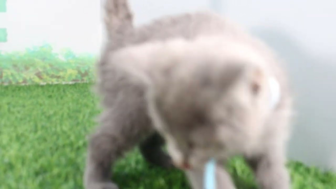 Coo&RIKU　No628847　シャルトリュー