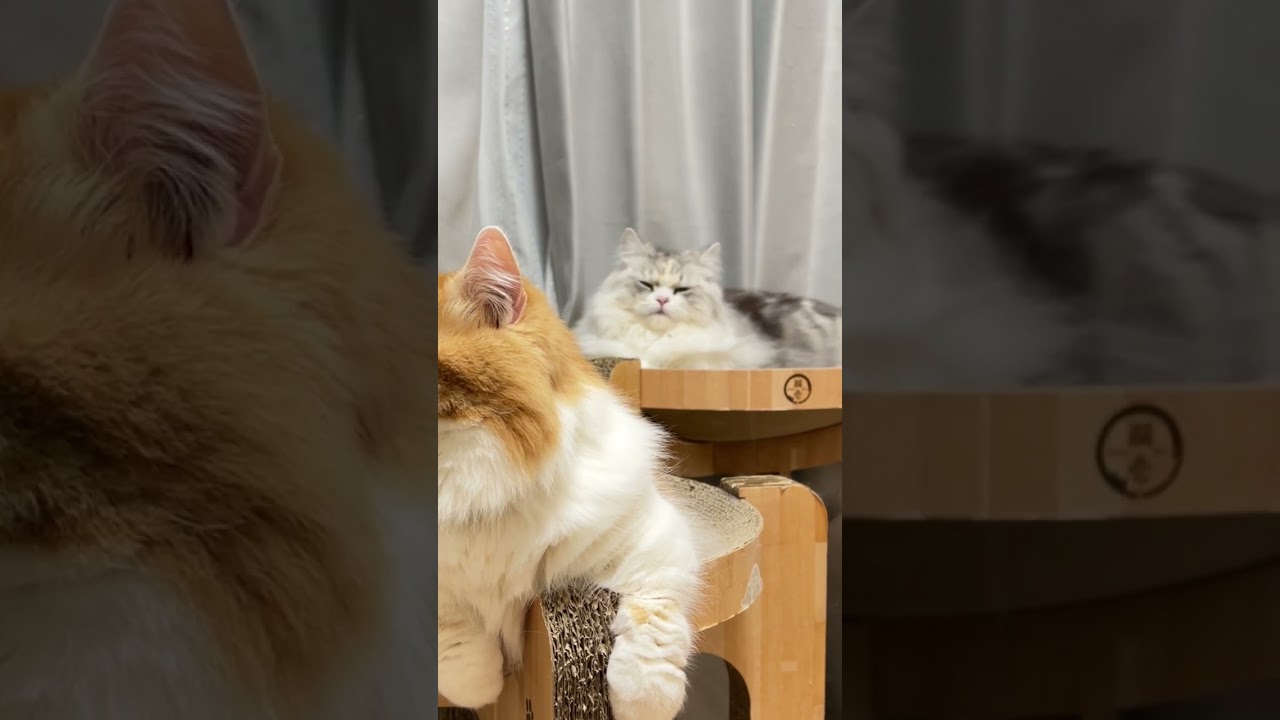 【マンチカン】我が家はGWだってこんな感じさ【ミヌエット】