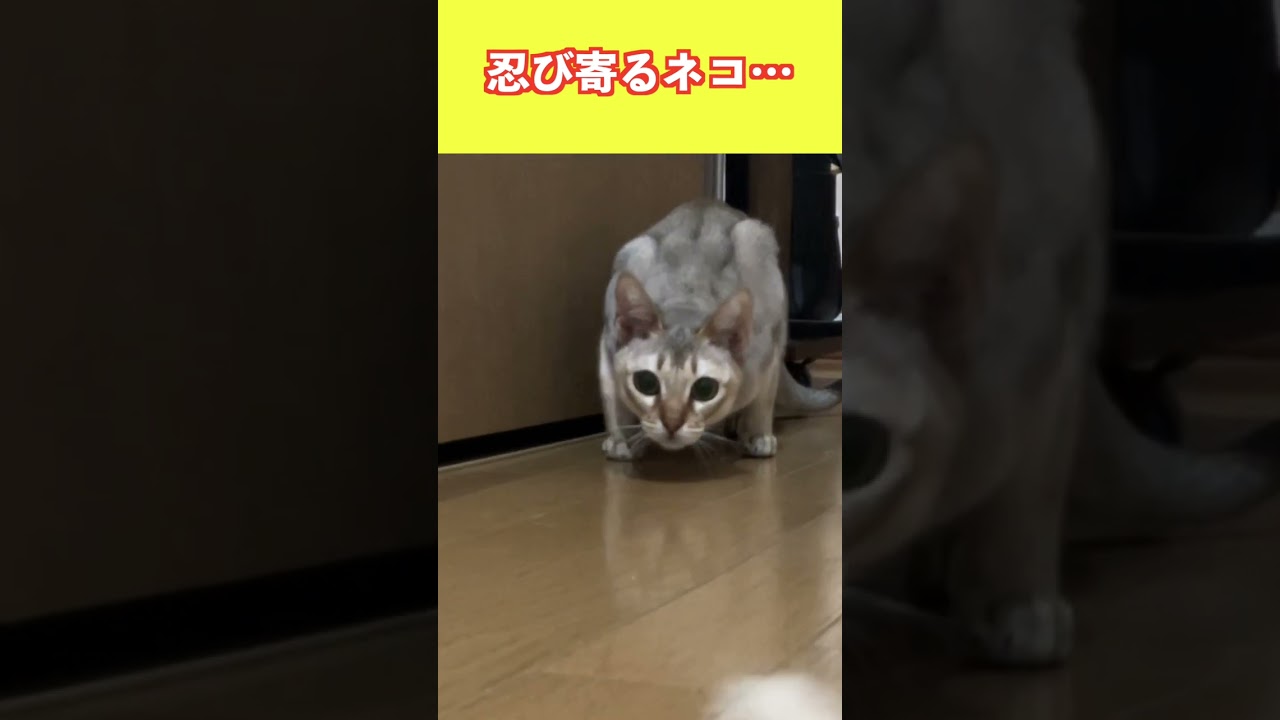 忍び寄るネコ【シンガプーラ】 #shorts