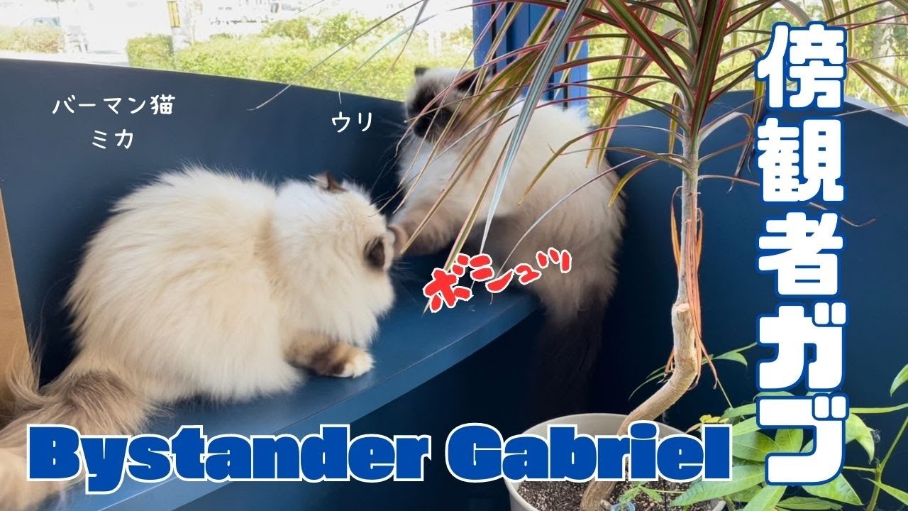 バーマン猫ミカとウリとガブ【傍観者ガブ】Bystander Gabriel（バーマン猫）Birman/Cat