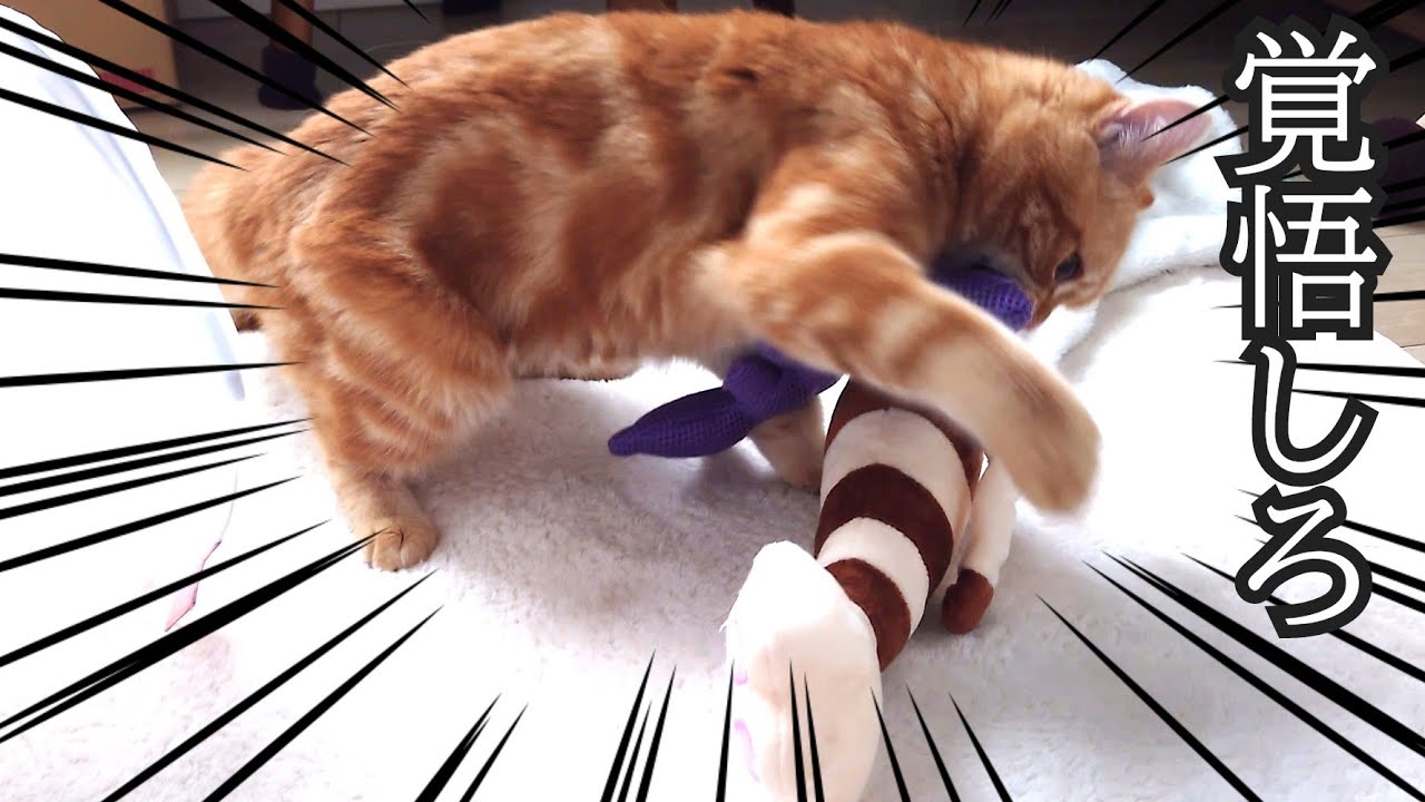 イライラがピークに達した子猫の蹴りグルミの扱いがひどすぎた…笑