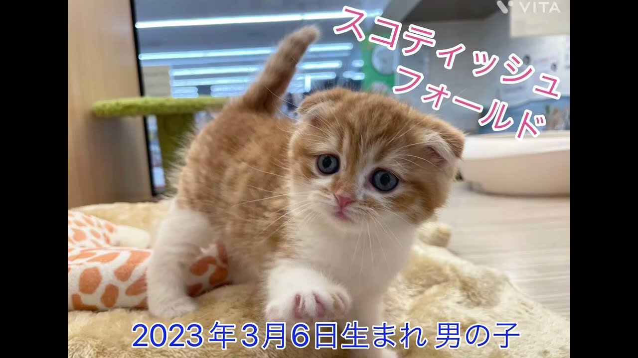 【マルワン横浜 港北NT店】新しく垂れ耳スコティッシュフォールドちゃんが仲間入り♪