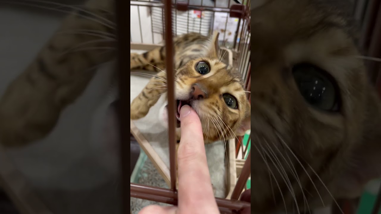 ケージ越しに甘えてくるベンガルちゃん🐱💕　中野店