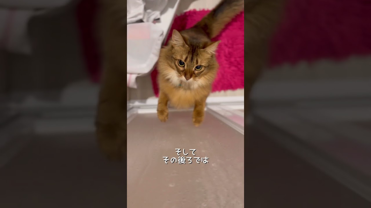 我が家の猫が待つ理由