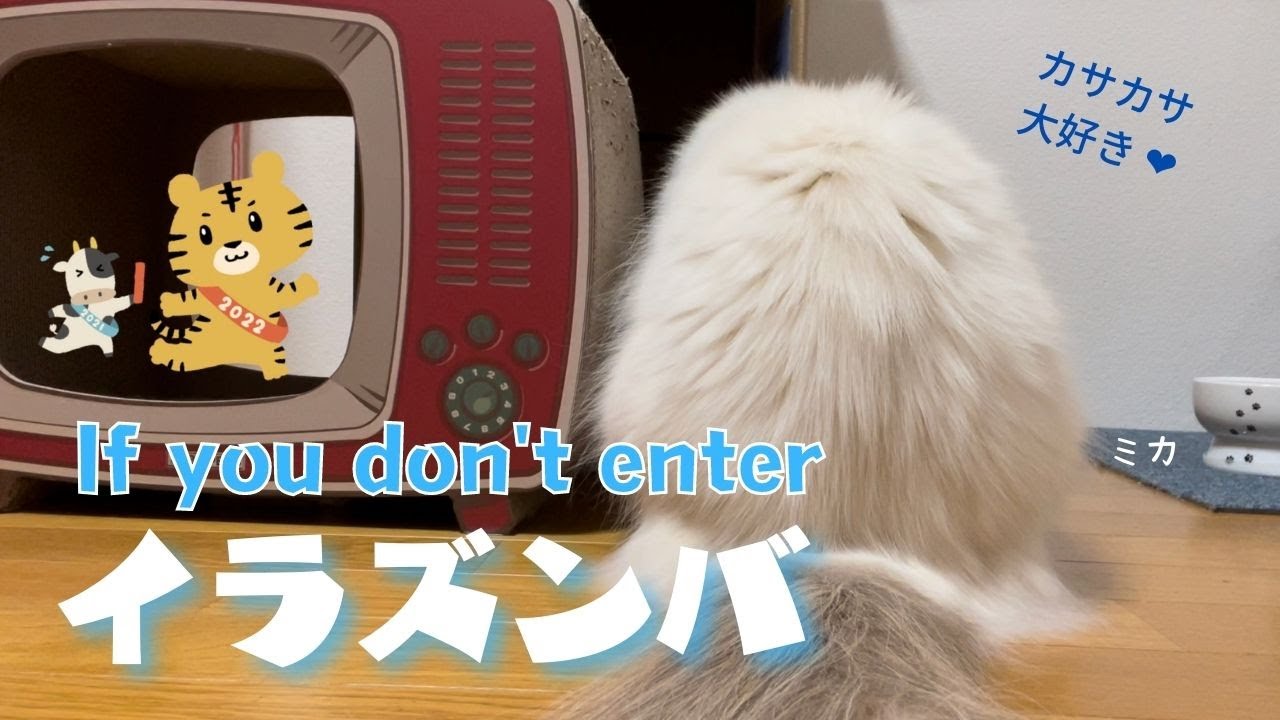バーマン猫ミカと大好きなカサカサ【イラズンバ】If you don't enter（バーマン猫）Birman/Cat